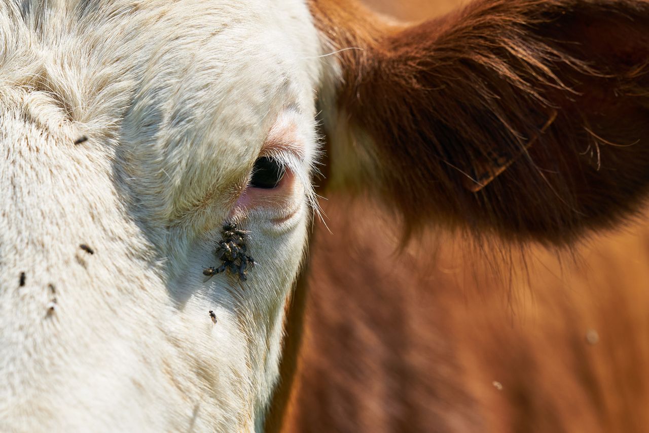 Zoom Faune Vache Montbéliarde 02